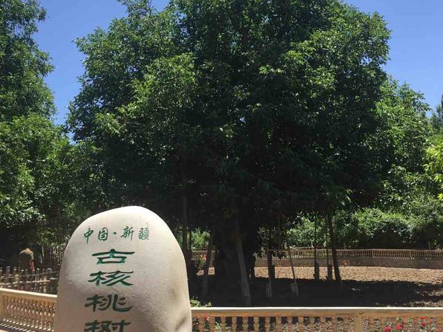 核桃王树